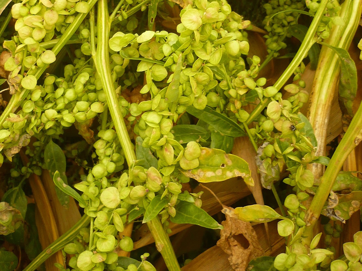 Atriplex hortensis (Amaranthaceae)